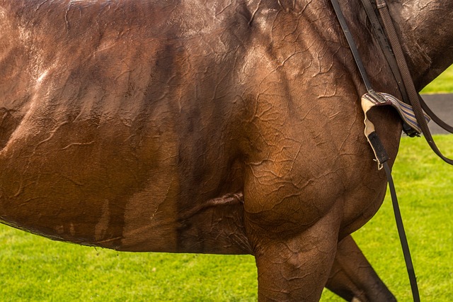 Determine Each Horse's Running Style